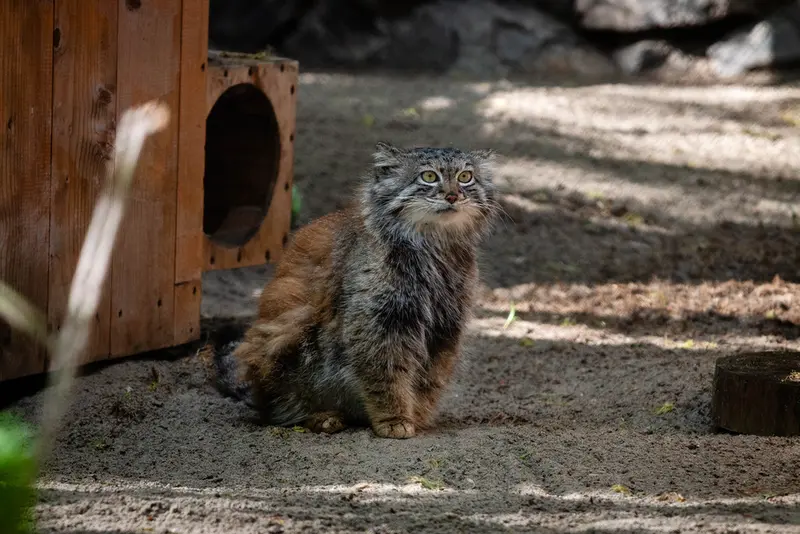 A photograph of Snezhana in Novosibirsk Zoo