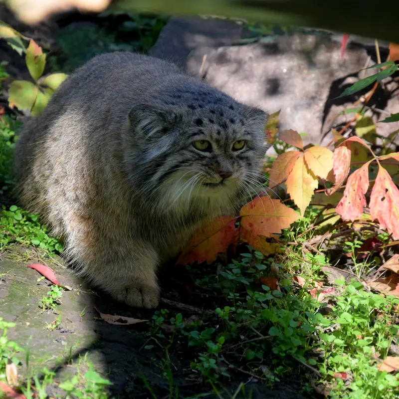 A photograph of Bohus in Budapest Zoo & Botanical Garden