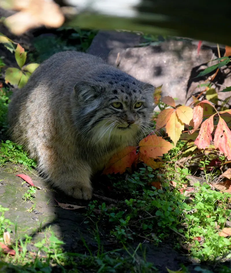 A photograph of Bohus in Budapest Zoo & Botanical Garden