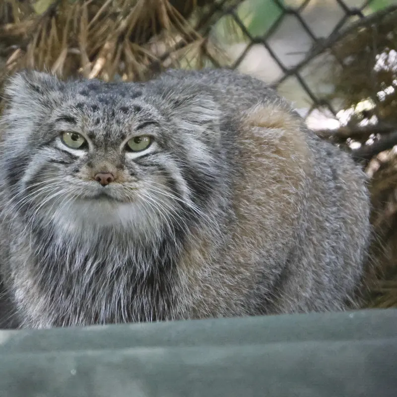 A photograph of Snezhinka in Novosibirsk Zoo