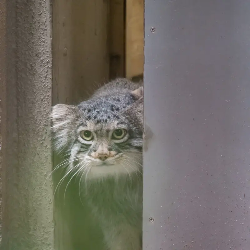 A photograph of Figa in Nogeyama Zoo