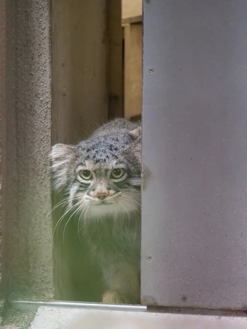 A photograph of Figa in Nogeyama Zoo