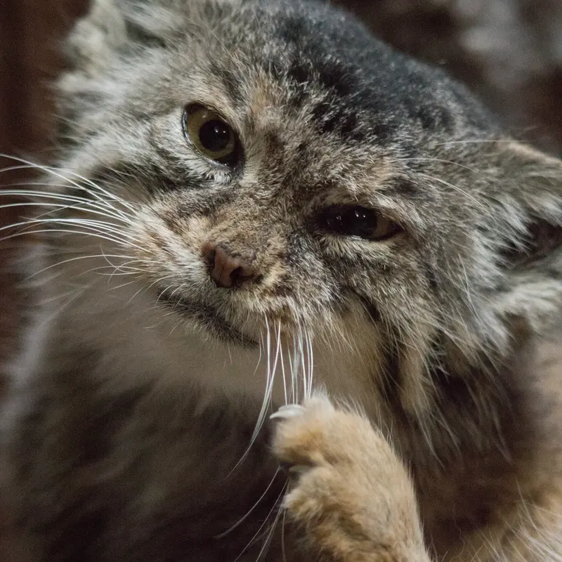 A photograph of Primula in Ueno Zoological Gardens