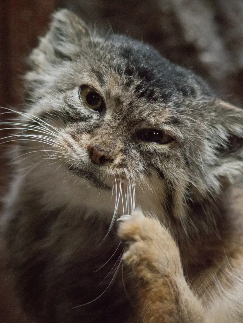 A photograph of Primula in Ueno Zoological Gardens