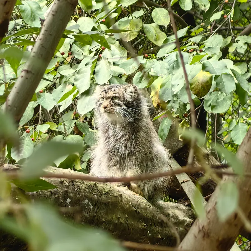 A photograph of Achi in Novosibirsk Zoo