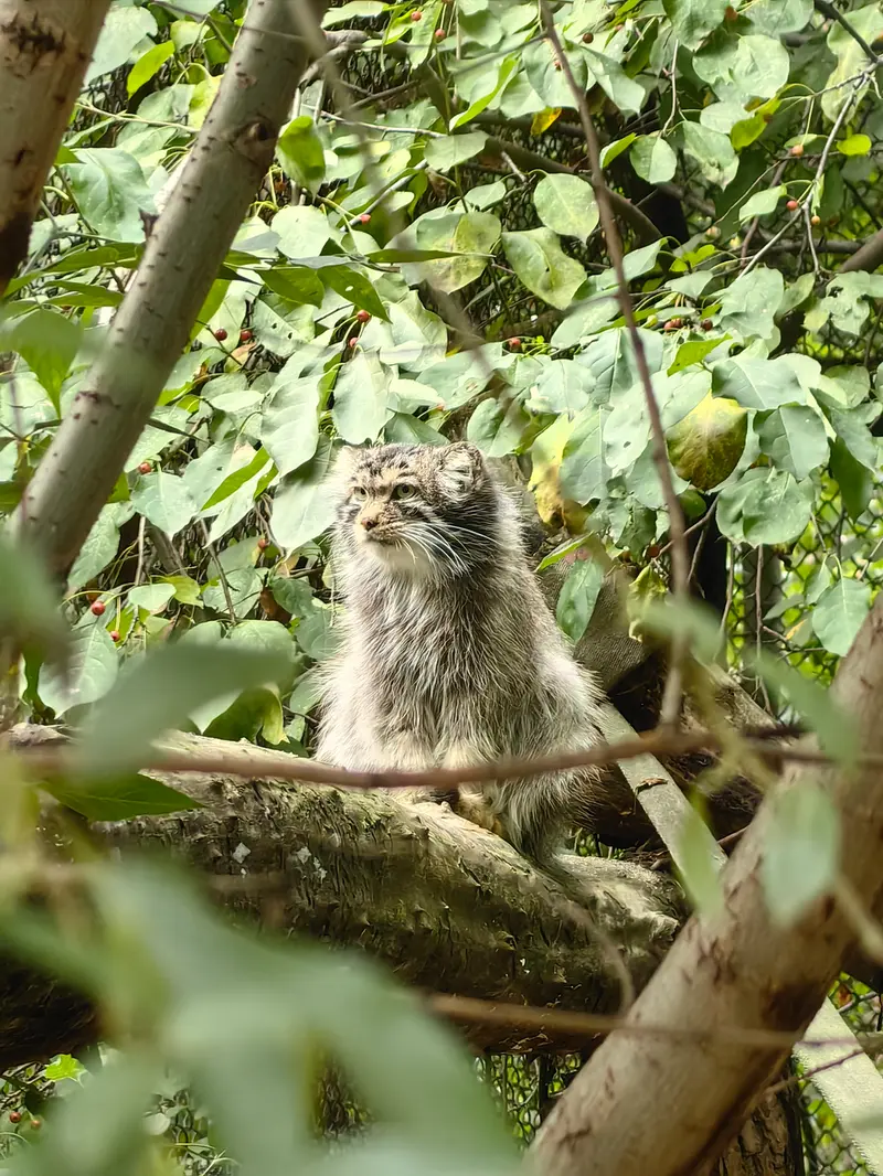 A photograph of Achi in Novosibirsk Zoo