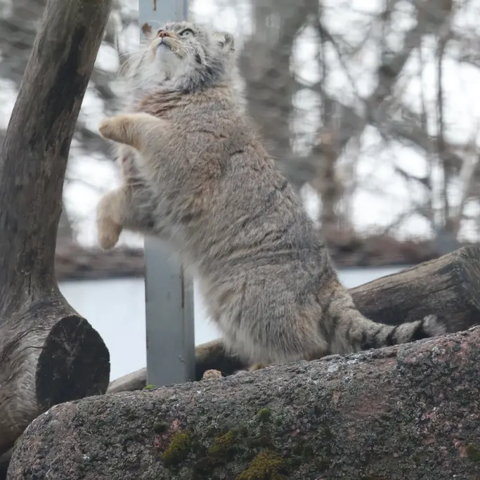 A photograph of a Pallas's cat