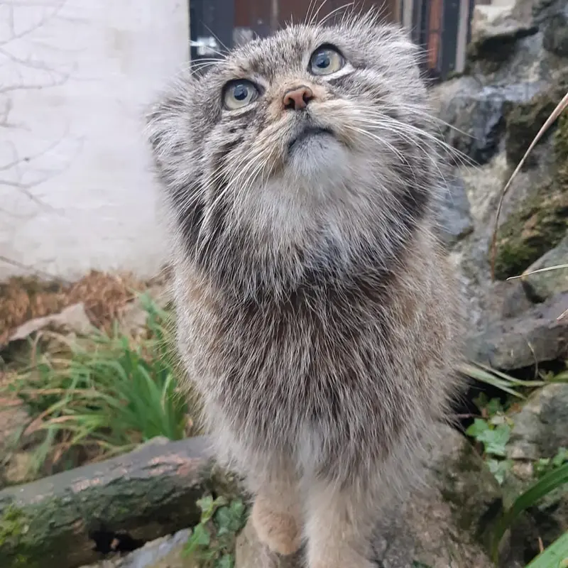 A photograph of Vorace in Lille Zoo