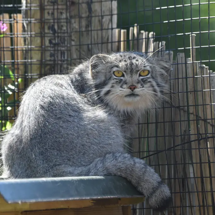 A photograph of Bat-Erdene in The Lakeland Wildlife Oasis