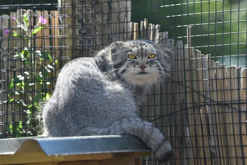 A photograph of Bat-Erdene in The Lakeland Wildlife Oasis