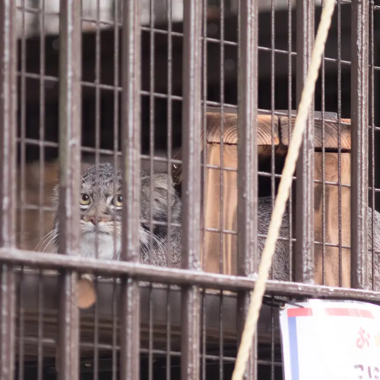 A photograph of Figa in Nogeyama Zoo