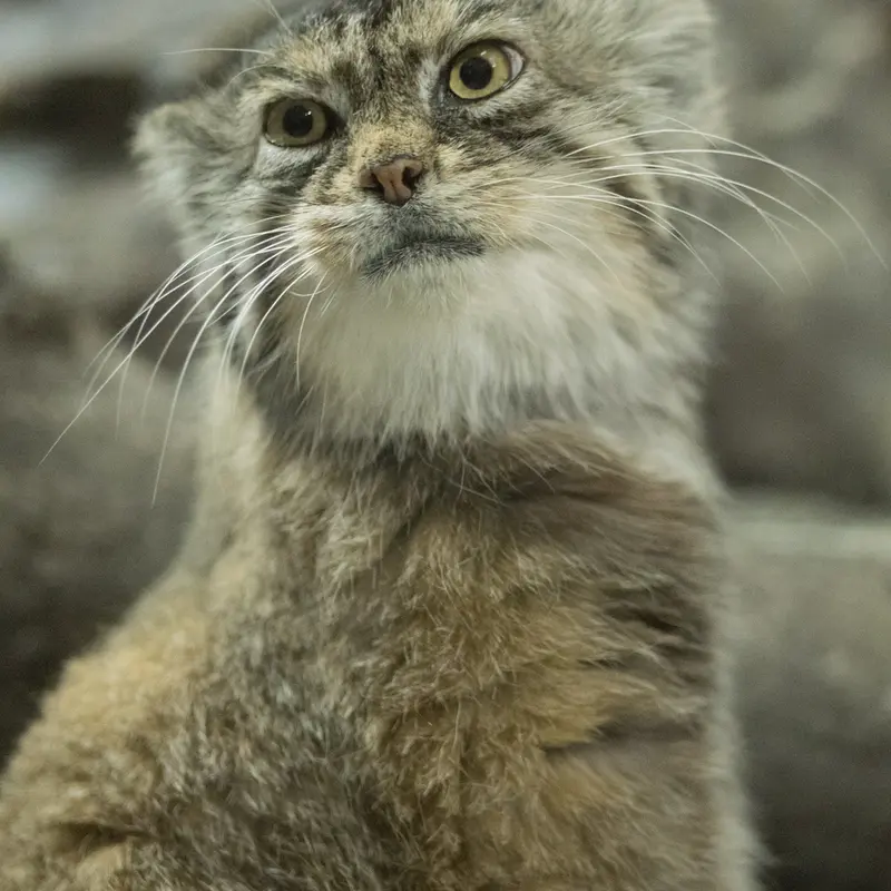 A photograph of Primula in Ueno Zoological Gardens