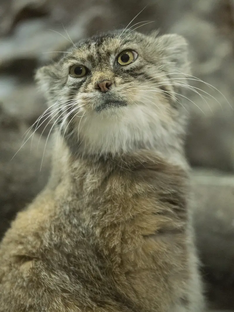 A photograph of Primula in Ueno Zoological Gardens