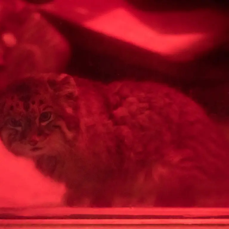 A photograph of Naim in Ueno Zoological Gardens