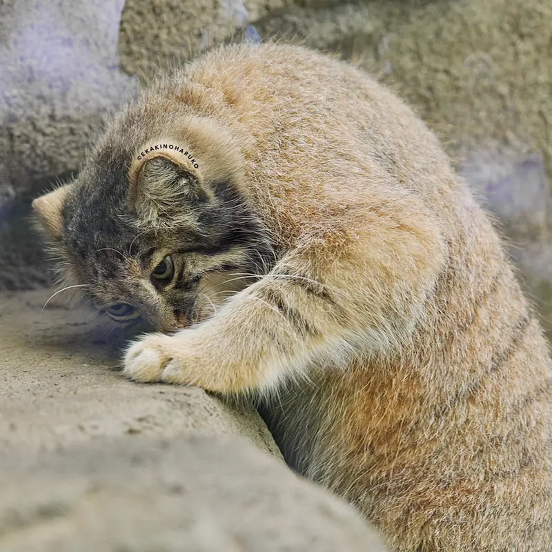 A photograph of Az in Kobe Animal Kingdom