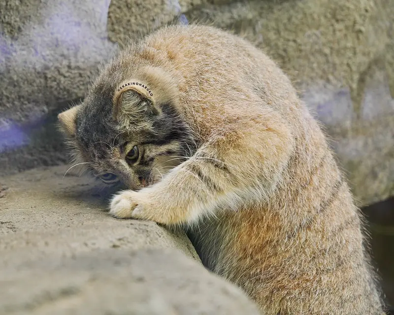 A photograph of Az in Kobe Animal Kingdom