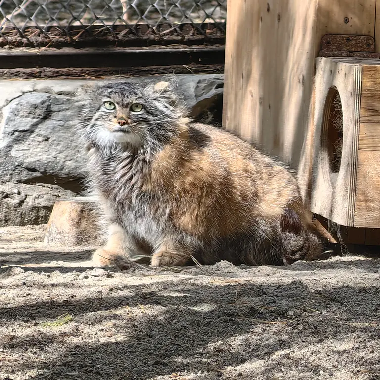 A photograph of Adele in Novosibirsk Zoo