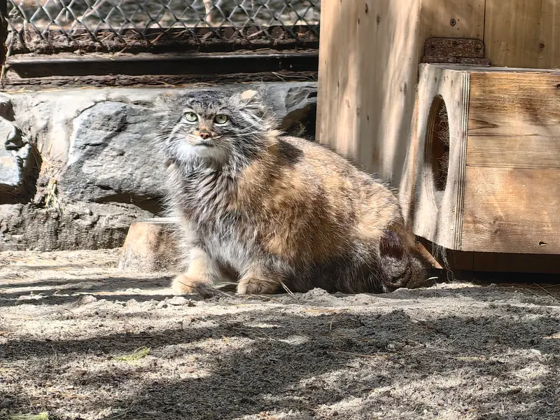 A photograph of Adele in Novosibirsk Zoo