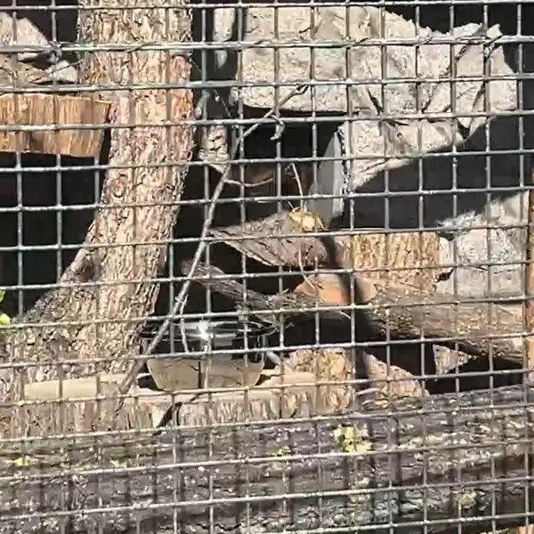 A photograph of a Pallas's cat in Leningrad zoo
