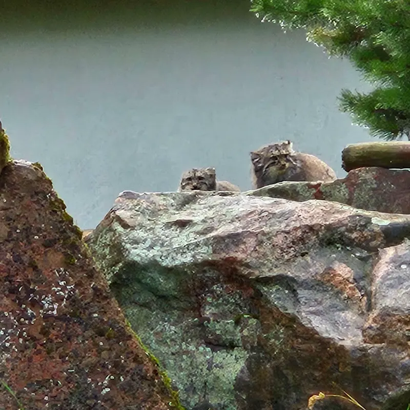 A photograph of Mimi and Saimi in Korkeasaari Zoo