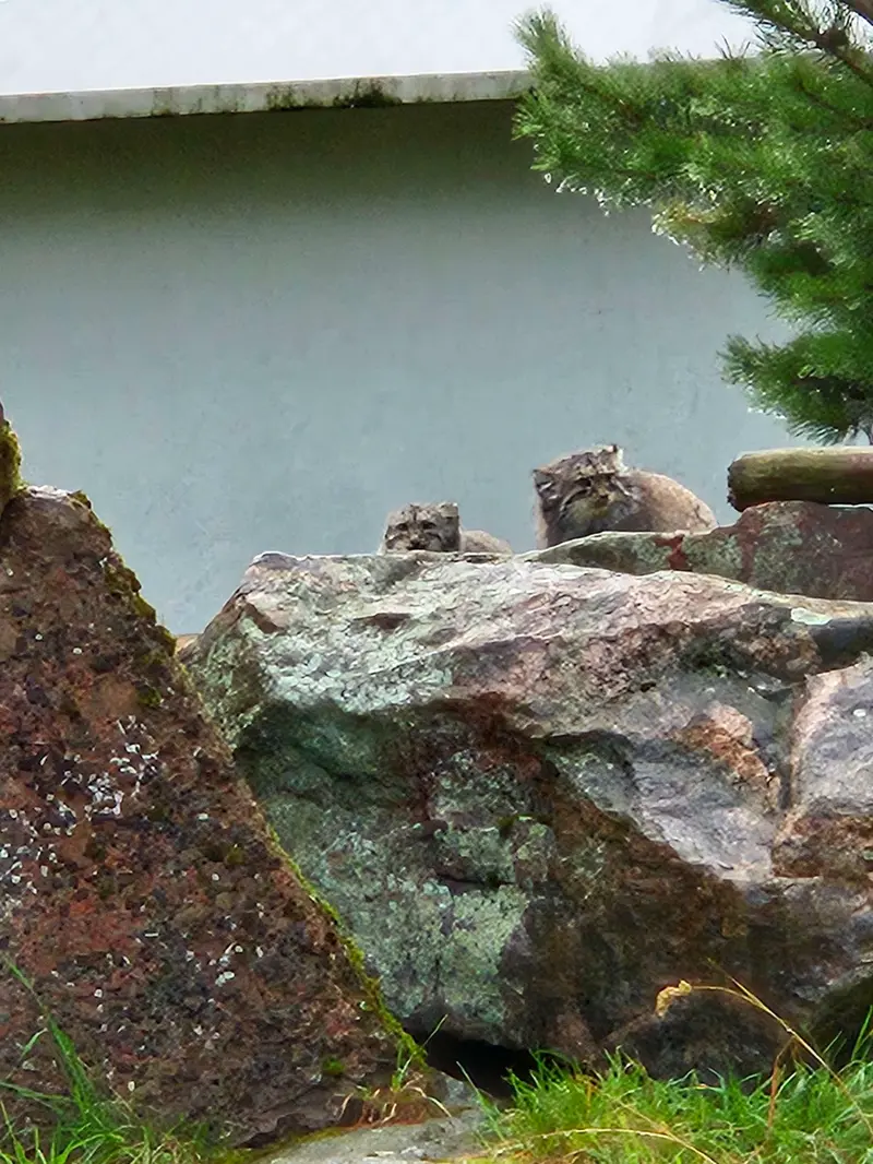 A photograph of Mimi and Saimi in Korkeasaari Zoo
