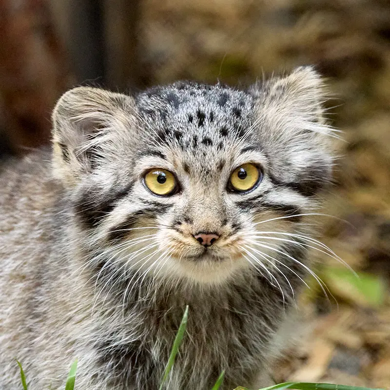 Kitten of Eve b.2026 Ⅱ the Pallas's cat from Novosibirsk Zoo