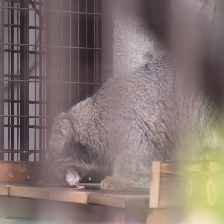 A photograph of Figa in Nogeyama Zoo