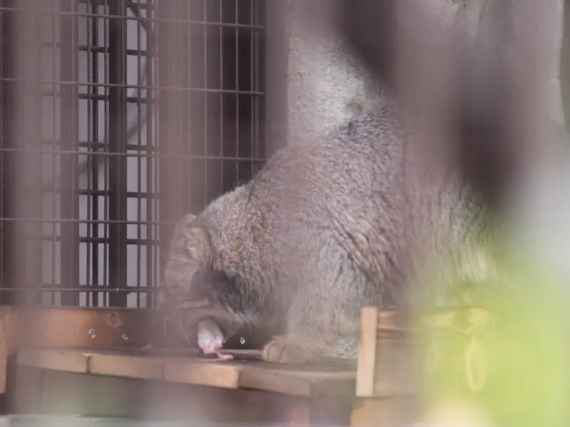 A photograph of Figa in Nogeyama Zoo