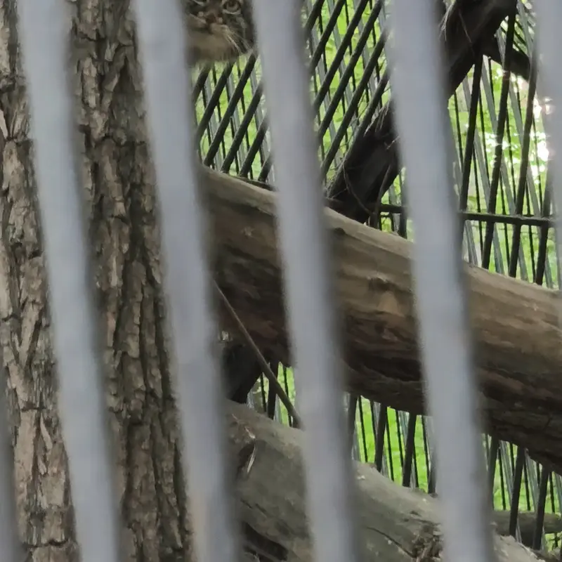 A photograph of a Pallas's cat in Novosibirsk Zoo
