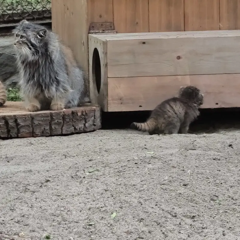 A photograph of a Pallas's cat in Novosibirsk Zoo