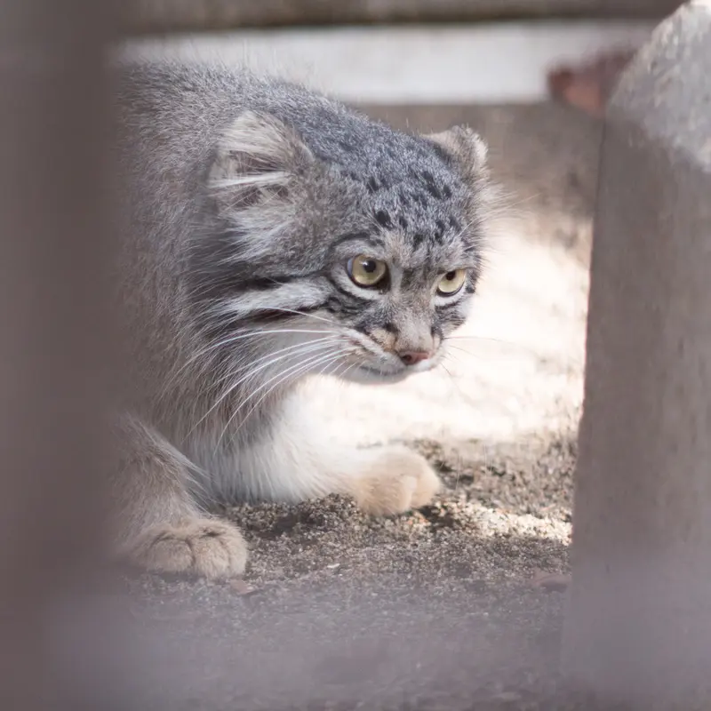 A photograph of Figa in Nogeyama Zoo