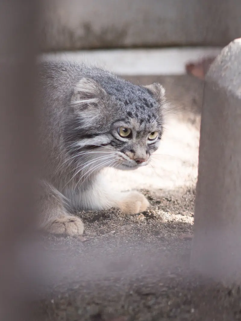 A photograph of Figa in Nogeyama Zoo