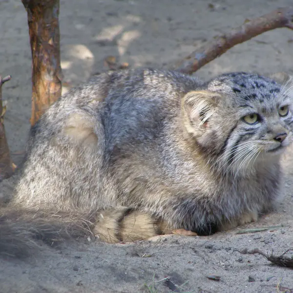A photograph of a Pallas's cat in Novosibirsk Zoo