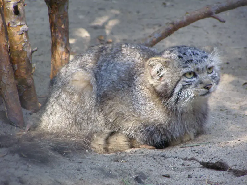 A photograph of a Pallas's cat in Novosibirsk Zoo
