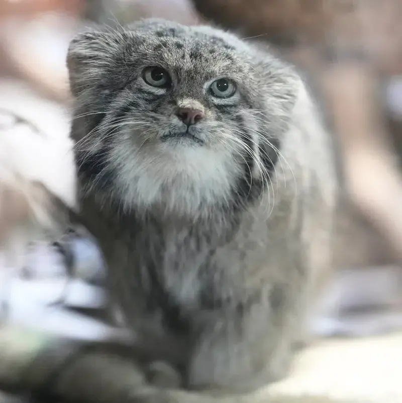 A photograph of Klyon in Ueno Zoological Gardens