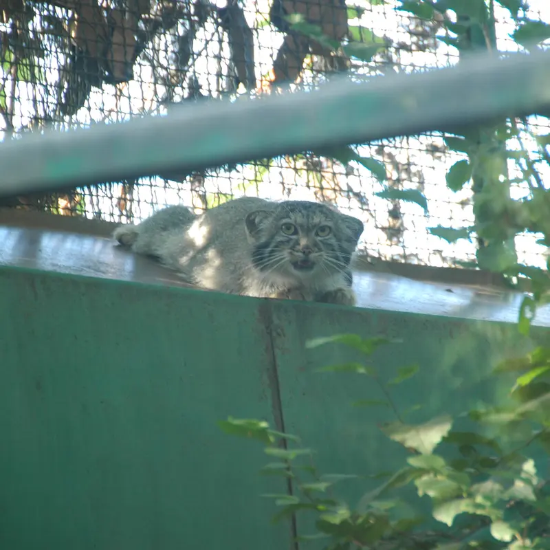 A photograph of Lucy in Budapest Zoo & Botanical Garden