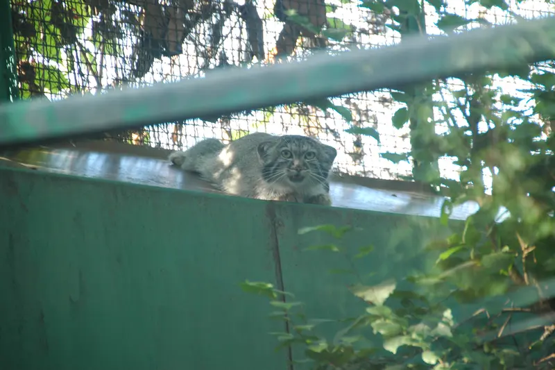 A photograph of Lucy in Budapest Zoo & Botanical Garden