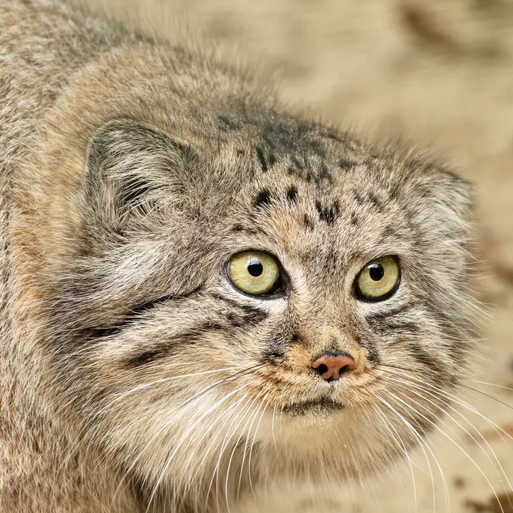 A photograph of Jethro in The Big Cat Sanctuary