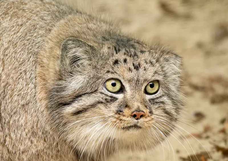A photograph of Jethro in The Big Cat Sanctuary