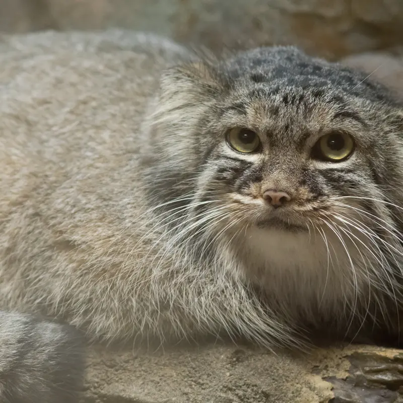 A photograph of Shafran in Ueno Zoological Gardens