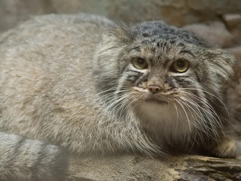 A photograph of Shafran in Ueno Zoological Gardens