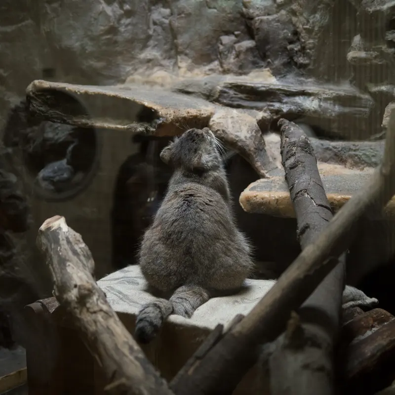 A photograph of Primula in Ueno Zoological Gardens