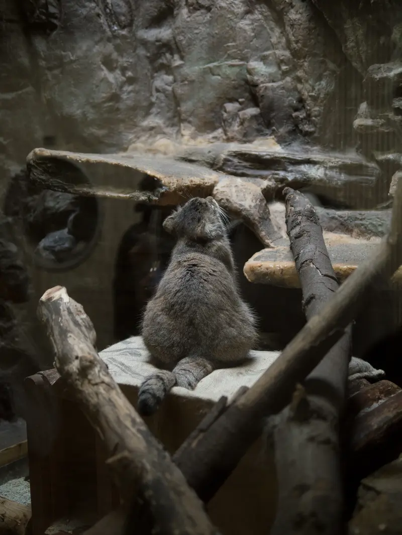 A photograph of Primula in Ueno Zoological Gardens
