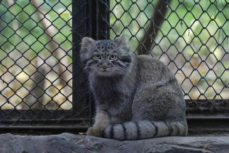 A photograph of a Pallas's cat in Novosibirsk Zoo