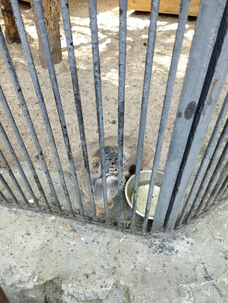 A photograph of a Pallas's cat in Novosibirsk Zoo