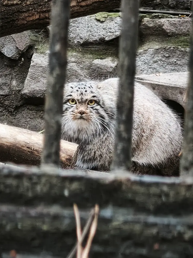 A photograph of Mensu in Novosibirsk Zoo