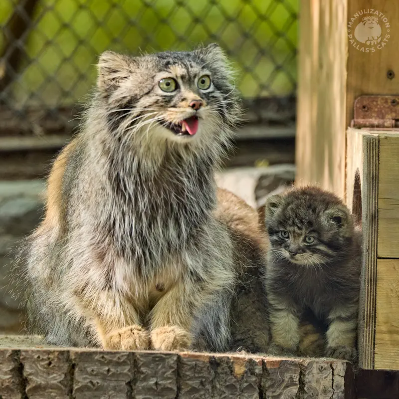 A photograph of Adele and Son of Adele b.2026 Ⅰ in Novosibirsk Zoo