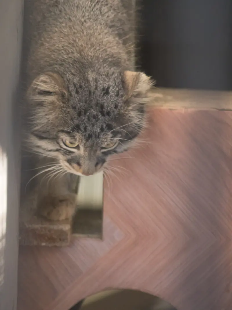 A photograph of Figa in Nogeyama Zoo