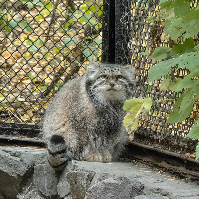 A photograph of Lastochka in Novosibirsk Zoo