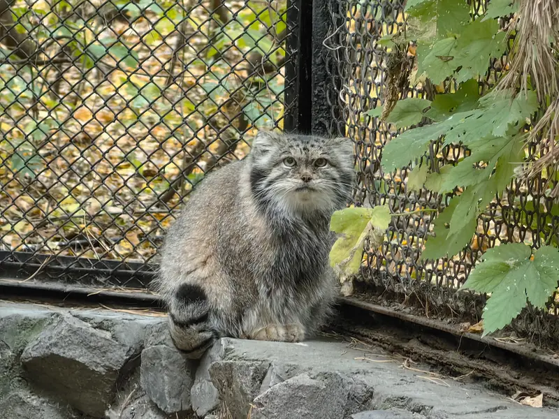 A photograph of Lastochka in Novosibirsk Zoo
